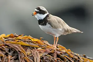 Natural World Prints: Ringed Plover - Single adult calling from seaweed covered rock