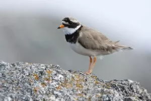 Ringed Plover, - Single adult perching on rock