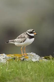 Ringed plover - standing on Lichen covered rocks on cliffs edge