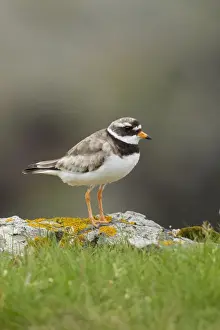 Shetlands Prints: Ringed plover - standing on Lichen covered rocks on cliffs edge - Shetland Islands - Scotland - UK