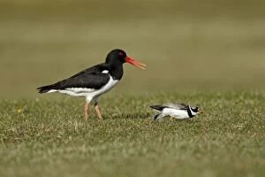 Images Dated 27th May 2012: Ringed Plover - trying to lure Oystercatcher (Haemotopus)