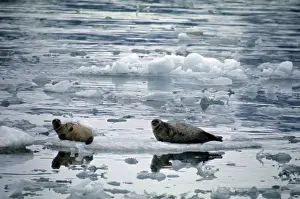 Ringed Seal