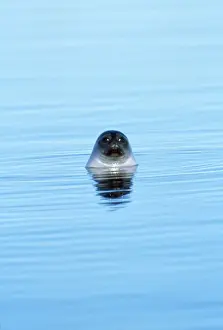Ringed Seal - Canadian Arctic