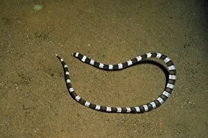 Images Dated 26th November 2010: Ringed Snake Eel - Indo Pacific - Indonesia