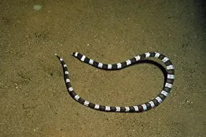 Eels Prints: Ringed Snake Eel - Indo Pacific - Indonesia