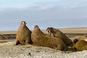 Images Dated 21st May 2012: Ringertz Oya Island, Norway, Male walrus