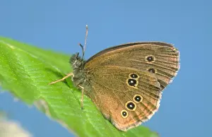 Ringlet Butterfly Norfolk UK