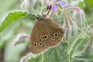 Borage Gallery: Ringlet Butterfly resting on Borage,  Norfolk UK