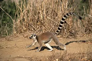 Ring Tailed Prints: Ringtail Lemur AW 3804 Lemur catta © Adrian Warren / ARDEA LONDON