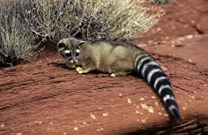 Ringtail - North America