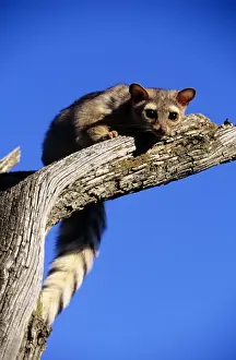 Ringtail - North America