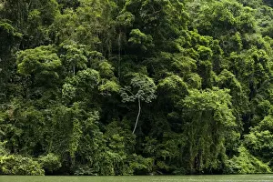 Guatemala Prints: Rio Dulce region - Rainforest - Guatemala