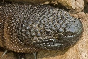 Images Dated 1st August 2008: Rio Fuerte Beaded Lizard - Sonora - Mexico - One of two venomous lizards in the world