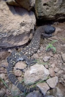 Images Dated 31st July 2008: Rio Fuerte Beaded Lizard - Sonora - Mexico - One of two venomous lizards in the world