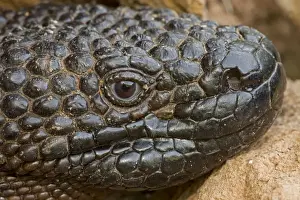 Rio Fuerte Beaded Lizard - Sonora - Mexico - One of two venomous lizards in the world (other is gila monster (Heloderma suspectum suspectum)) - Inhabits deciduous woodlands - Found from Guatamala north through western Mexico to southern Sonora