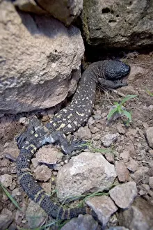 Rio Fuerte Beaded Lizard - Sonora - Mexico - One of two venomous lizards in the world (other is gila monster (Heloderma suspectum suspectum)) - Inhabits deciduous woodlands - Found from Guatamala north through western Mexico to southern Sonora