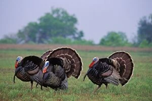 Images Dated 19th October 2004: Rio Grande Wild Turkey toms strutting during spring mating season. Texas