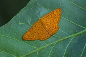 Riodininae, butterfly, Rio Claro Reserve, Reserva