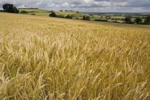 Ripe barley field ready for harvest