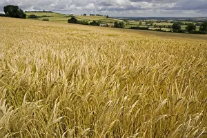 Harvests Prints: Ripe barley field ready for harvest Mickleton Cotswolds UK