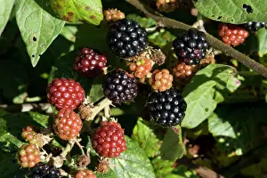 Bush Prints: Ripe blackberries on bramble bush Rubus fruticosus Cotswolds UK