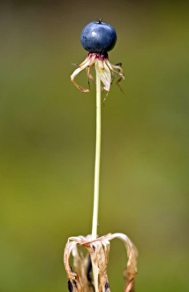 Images Dated 16th September 2011: Ripe fruit of Herb Paris - in autumn