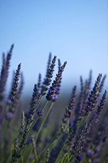 Aromatic Gallery: Ripe lavender, Provence, France