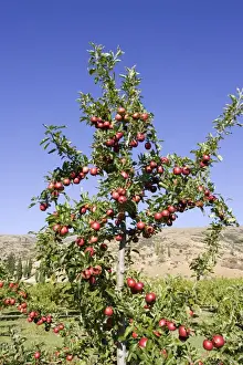 Orchards Prints: Ripe red apples in orchards near Cromwell. South Island New Zealand
