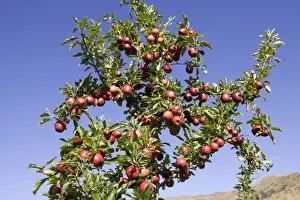Ripe red apples in orchards near Cromwell. South Island - New Zealand