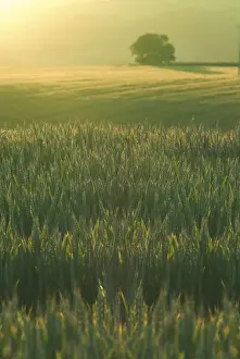 Cereals Prints: Ripening Barley against evening sunlight, Devon, England