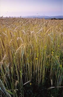 Thatch Collection: Ripening Wheat and rye hybrid triticale cereal crop grown organically this has strong growth of