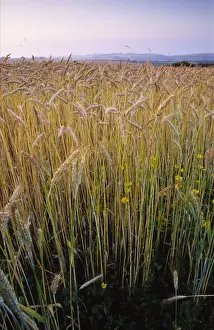 Cereals Prints: Ripening Wheat and rye hybrid triticale cereal crop grown organically this has strong growth of corn marigolds not