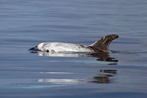 Images Dated 3rd July 2012: Risso's Dolphin