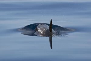 Blowing Gallery: Risso's Dolphin