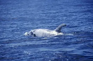Risso's Dolphin