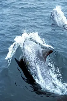 Injured Prints: Risso's Dolphin - heavy scarring on the back