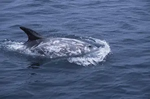 Injured Prints: Risso's Dolphin Heavy scarring on the back