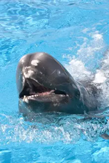 Rissos Prints: Risso's Dolphin with nose sticking out of water