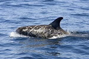 Images Dated 24th April 2007: Risso's dolphin. Photographed along the coast of California - USA (Pacific Ocean)