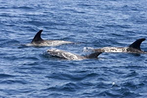 Images Dated 24th April 2007: Risso's dolphin. Photographed along the coast of California - USA (Pacific Ocean)