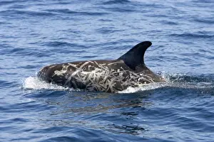 Risso's dolphin. Photographed along the coast of California - USA (Pacific Ocean). Heavy scarring on the back and sides of these dolphins is believed to be made by the teeth of other Risso's dolphins or by their squid prey