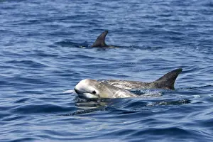 Risso's dolphin. Photographed along the coast of California - USA (Pacific Ocean). Heavy scarring on the back and sides of these dolphins is believed to be made by the teeth of other Risso's dolphins or by their squid prey