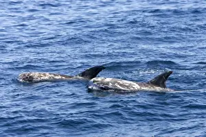 Risso's dolphin. Photographed along the coast of California - USA (Pacific Ocean). Heavy scarring on the back and sides of these dolphins is believed to be made by the teeth of other Risso's dolphins or by their squid prey