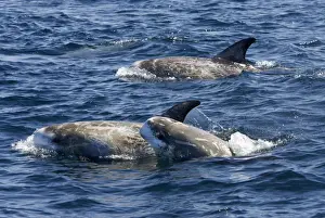Dolphin Prints: Risso's dolphin. Photographed along the coast of California - USA (Pacific Ocean)
