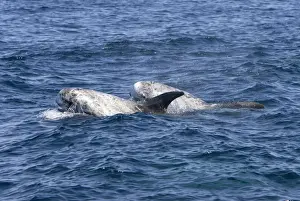 Risso's dolphin. Photographed along the coast of California - USA (Pacific Ocean). Heavy scarring on the back and sides of these dolphins is believed to be made by the teeth of other Risso's dolphins or by their squid prey
