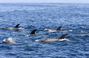 Risso's dolphin. Photographed along the coast of California - USA (Pacific Ocean). Heavy scarring on the back and sides of these dolphins is believed to be made by the teeth of other Risso's dolphins or by their squid prey