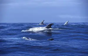 Azores Prints: Risso's Dolphin Photographed off the Azores Islands (Portugal)