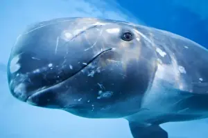 Risso's Dolphin swimming underwater