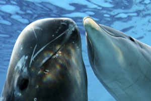Images Dated 24th October 2008: Risso's Dolphin - swimming underwater with a Bottlenose Dolphin (Tursiops truncatus)