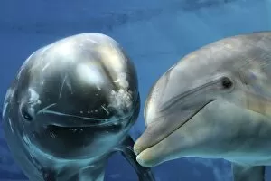 Rissos Dolphin - swimming underwater with a Bottlenose Dolphin (Tursiops truncatus)